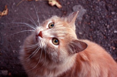 x_684d5bbe.jpg (47.81 КБ) Просмотров: 17743 x_684d5bbe.jpg